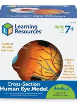 Model sectiune - Ochiul