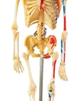 Sablon corp uman Learning Resources LER3337, Schelet