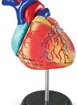 Sablon Inima Learning Resources LER3334