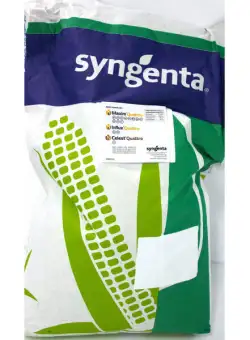 Seminte porumb SY Zephir 50.000 boabe, Syngenta, FAO 350-390, hibrid semi-timpuriu