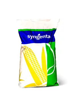 Seminte porumb Syngenta Batanga 50.000 boabe, timpuriu, FAO 300-340