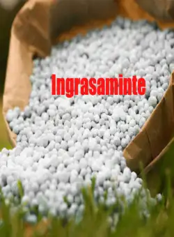 Uree sac 40 kg, ingrasamant