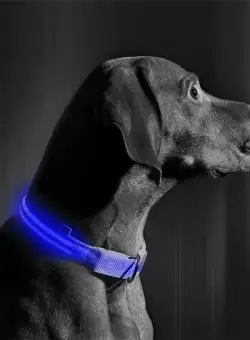 Zgarda LED cu baterie - marimea S - albastra