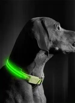 Zgarda LED cu baterie - marimea S - verde